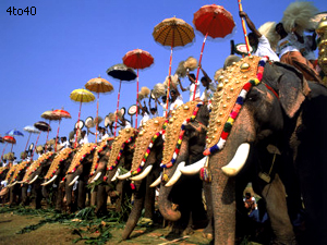 Great Elephant March Trissur