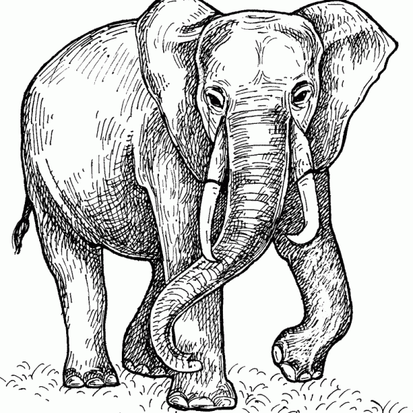 Elephant Coloring Pages For Students And Children - Kids Portal For Parents