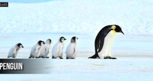 Penguin: Bird Encyclopedia