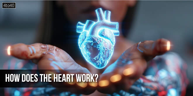 How does the heart work?