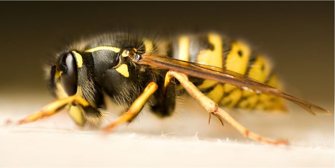 Why does a wasp sting result in swelling? - Kids Portal For Parents