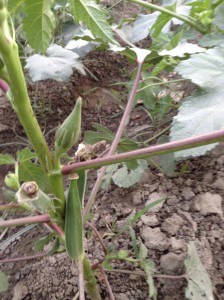 Lady Finger Plant