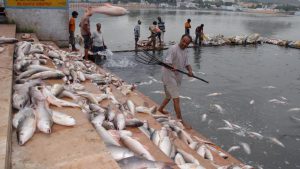 Volunteers remove dead fish from the Pushkar lake in Rajasthan. Water supply in India has two principal sources namely water from rivers and groundwater. However the rivers and lakes are shrinking because of pollution and industrialization.