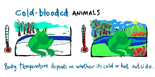 What Does Cold Blooded Mean Kids Portal For Parents