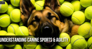 Understanding Canine Sports & Agility from a Dog's Perspective