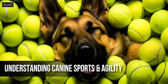 Understanding Canine Sports & Agility from a Dog's Perspective