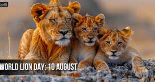 World Lion Day: Theme, History, Importance, Quotes, Celebration