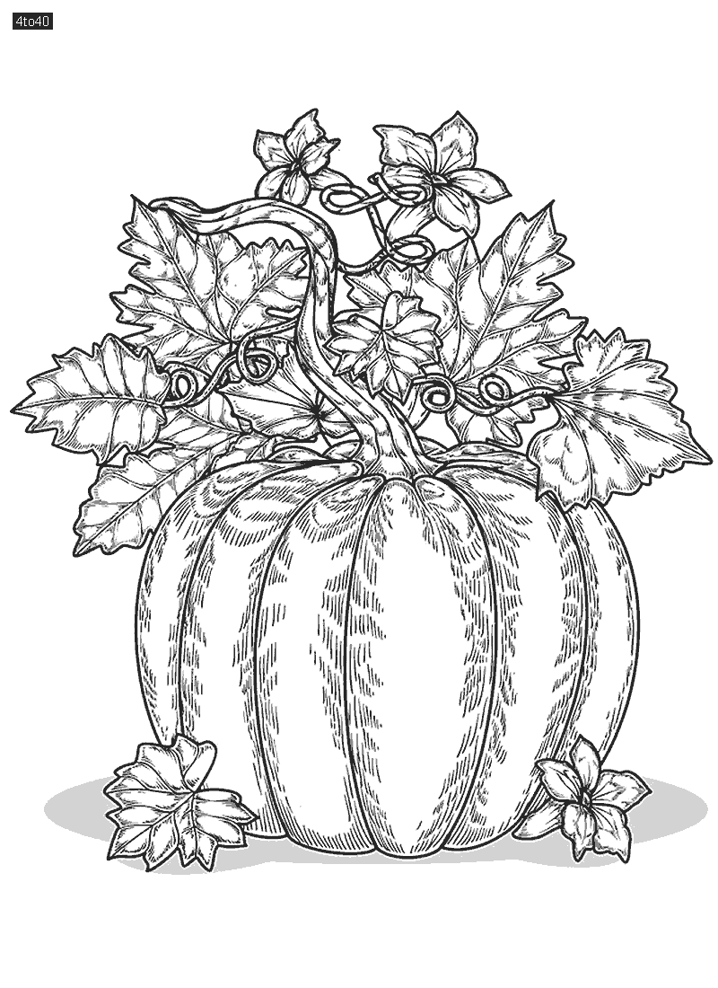 Hand drawn pumpkin drawing illustration