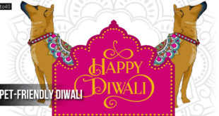 Pet-Friendly Diwali: How to Take Care of your Beloved Pets