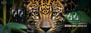 International Jaguar Day real life poster