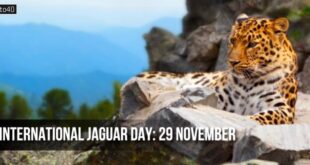 International Jaguar Day: Date, Theme, Population, Conservation