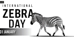 International Zebra Day: Date, History, Significance, Facts & More