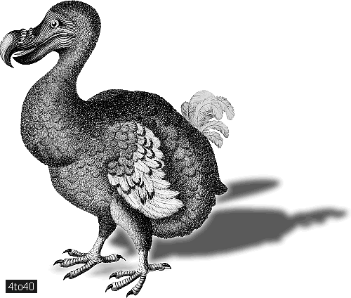 Dodo (Raphus cucullatus) is an extinct flightless bird