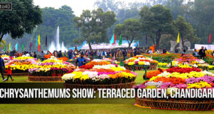 Chrysanthemums Show: Terraced Garden of Chandigarh